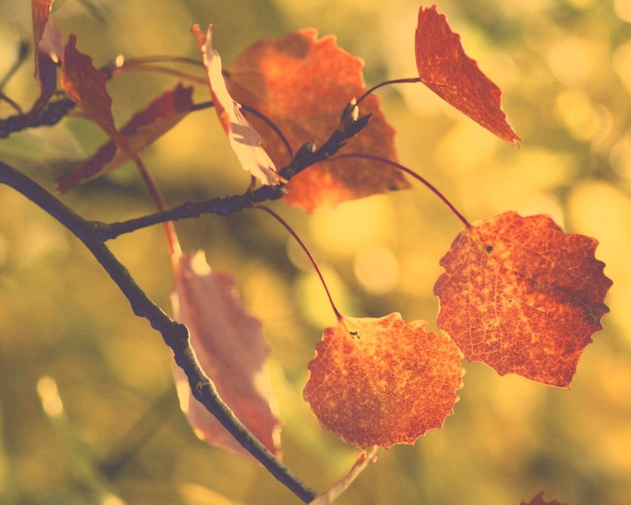 Красные листья обои