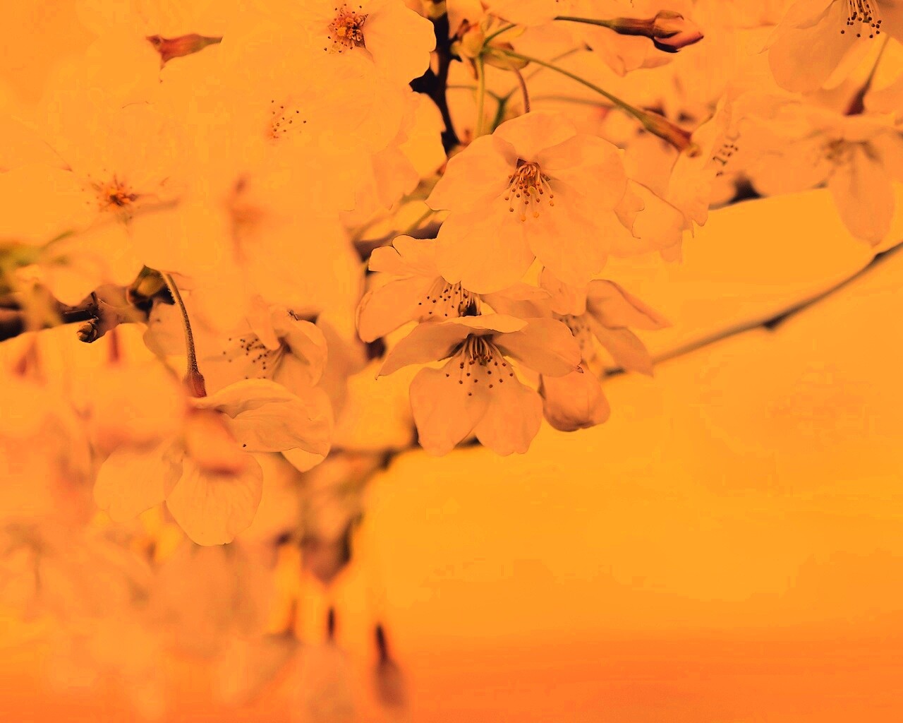 Цветение вишни обои