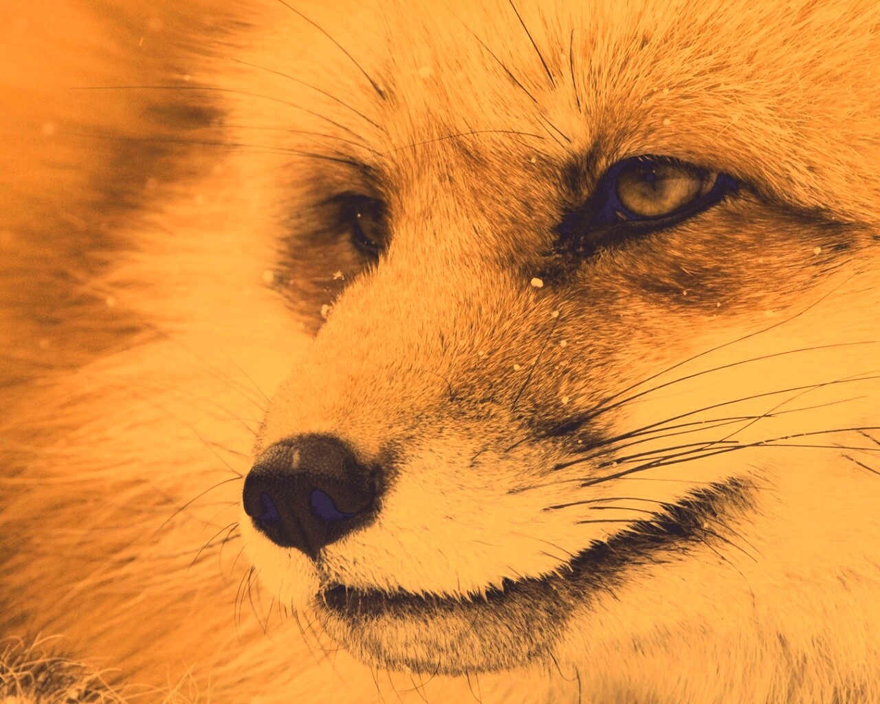 Морда рыжей лисы обои