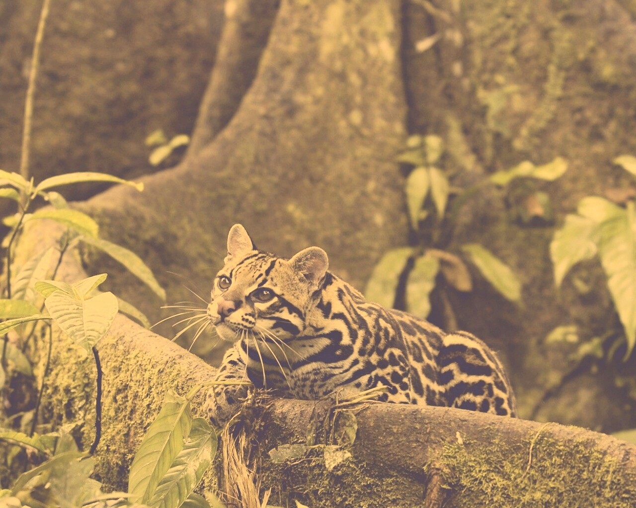 Оцелот обои