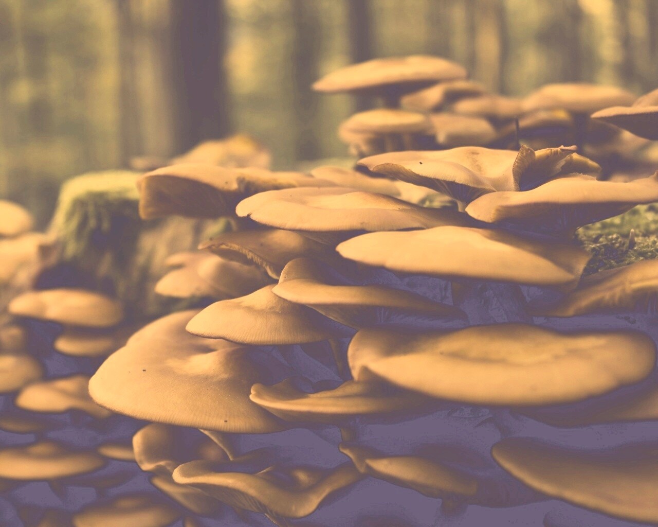 Лесные грибы на пне обои