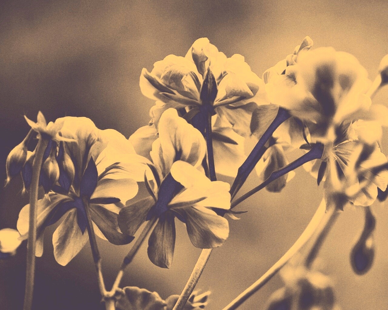 Чёрно-белое фото цветов обои