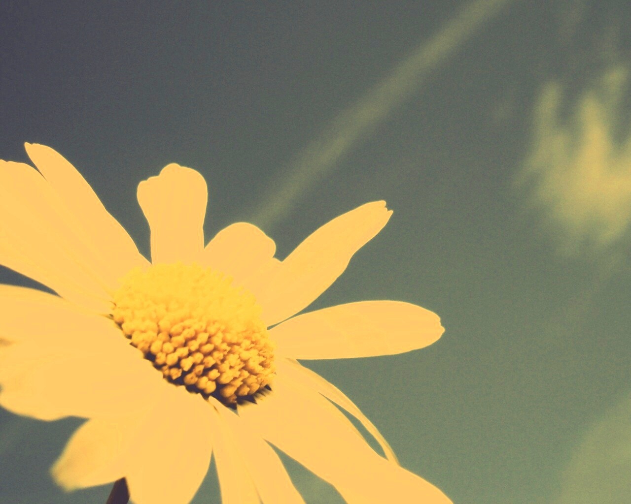 Ромашка на фоне синего неба обои