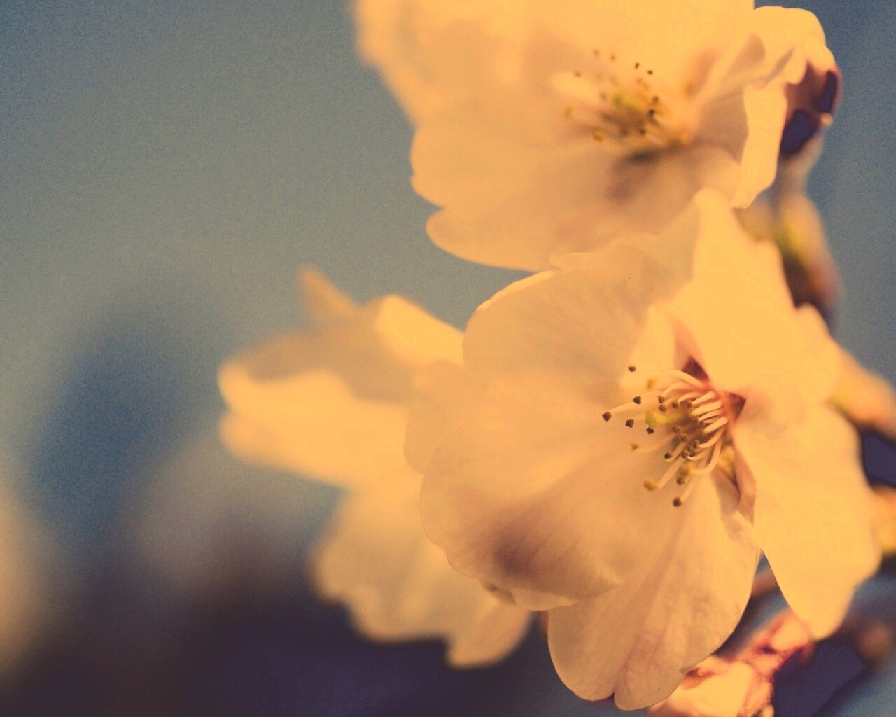 Нежные белые цветы обои