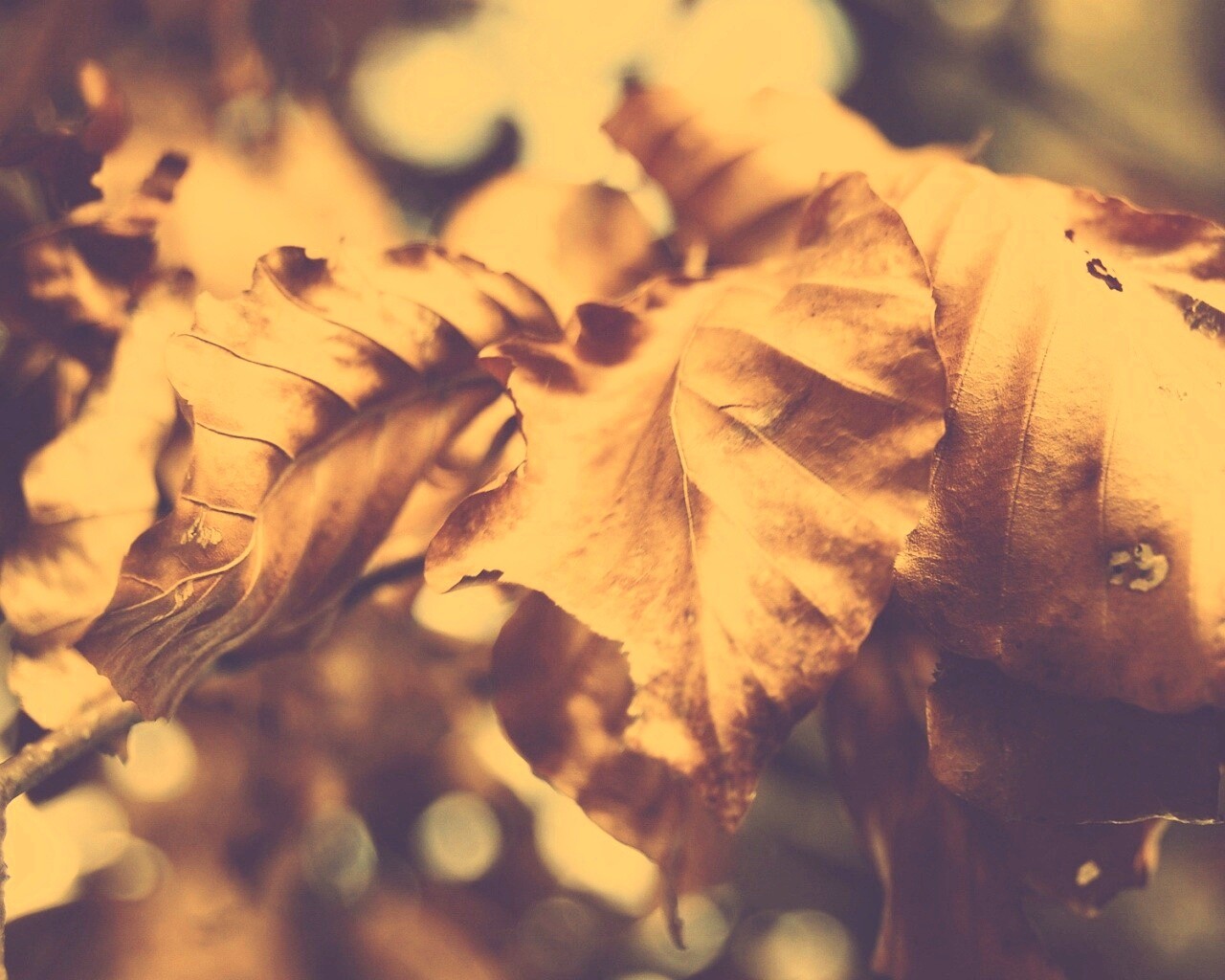 Засохший лист обои