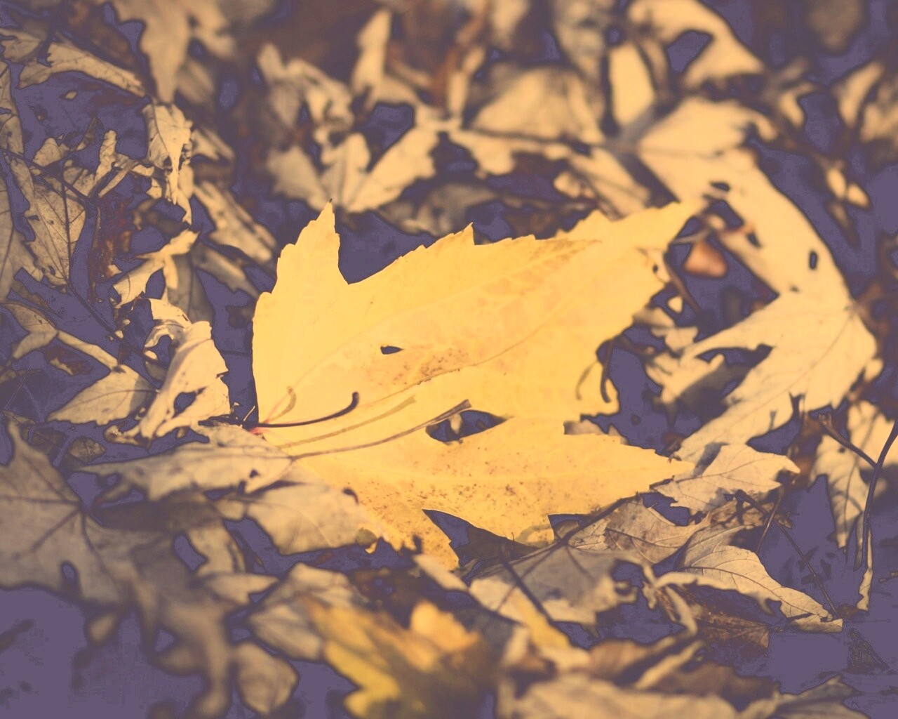 Мёртвая листва обои