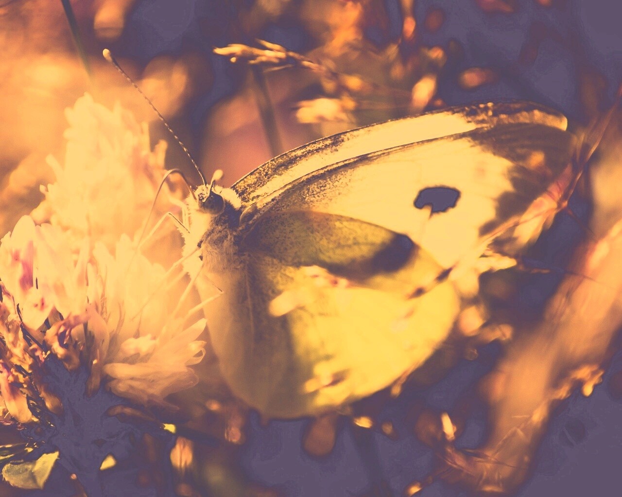 Бабочка на цветке обои