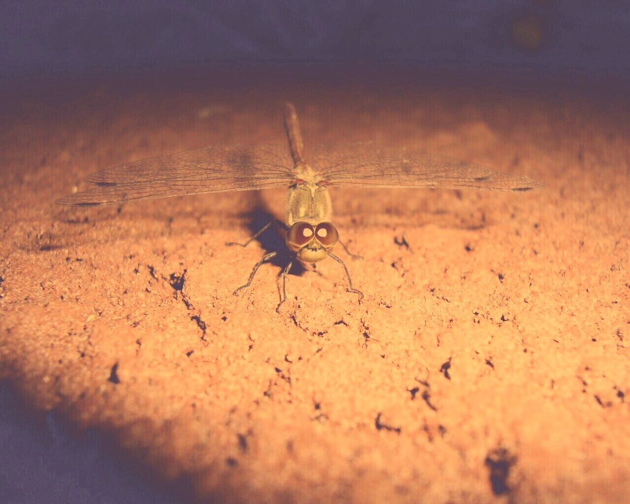 Стрекоза обои