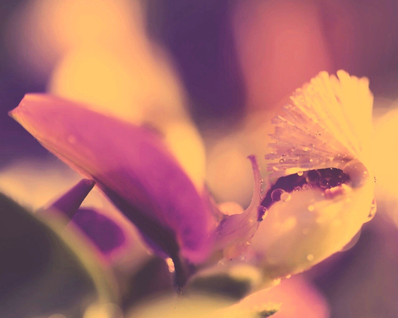 Капли на лиловом цветке обои