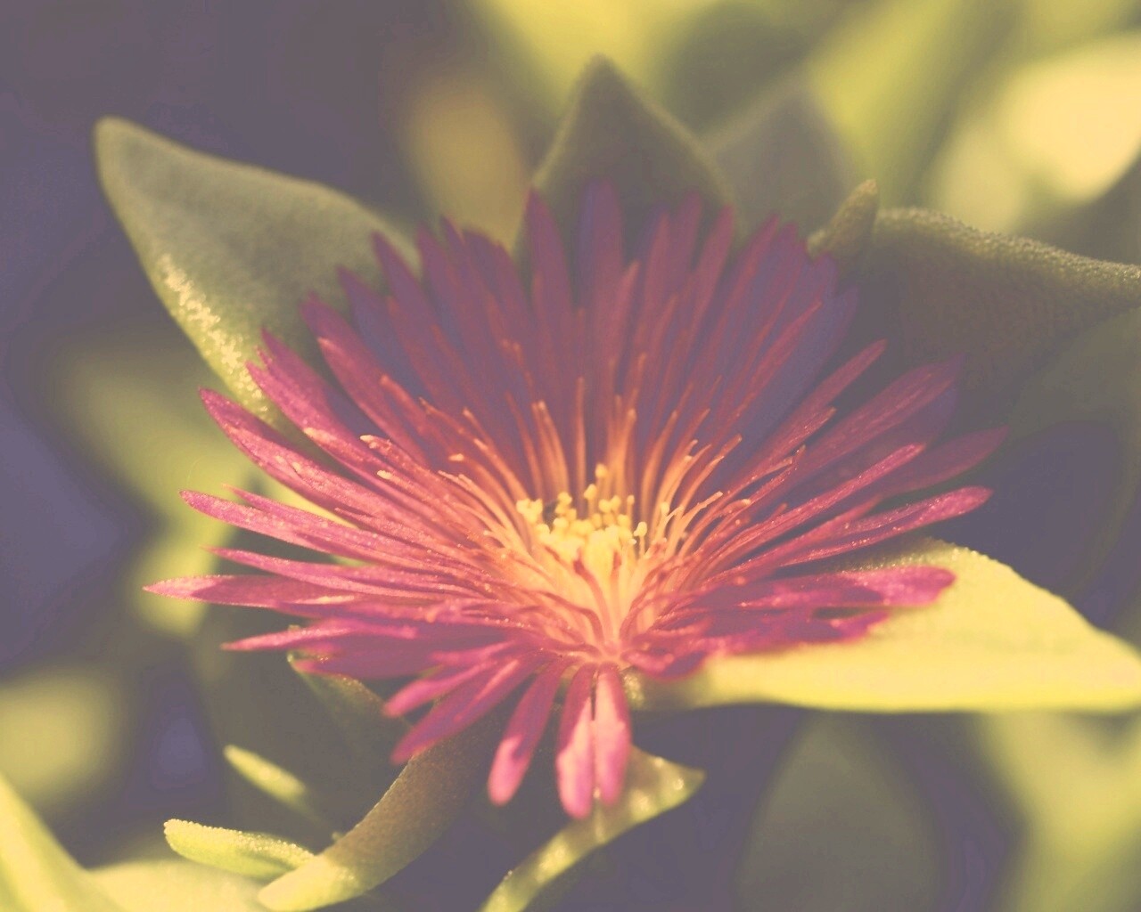 Чудесный цветок обои