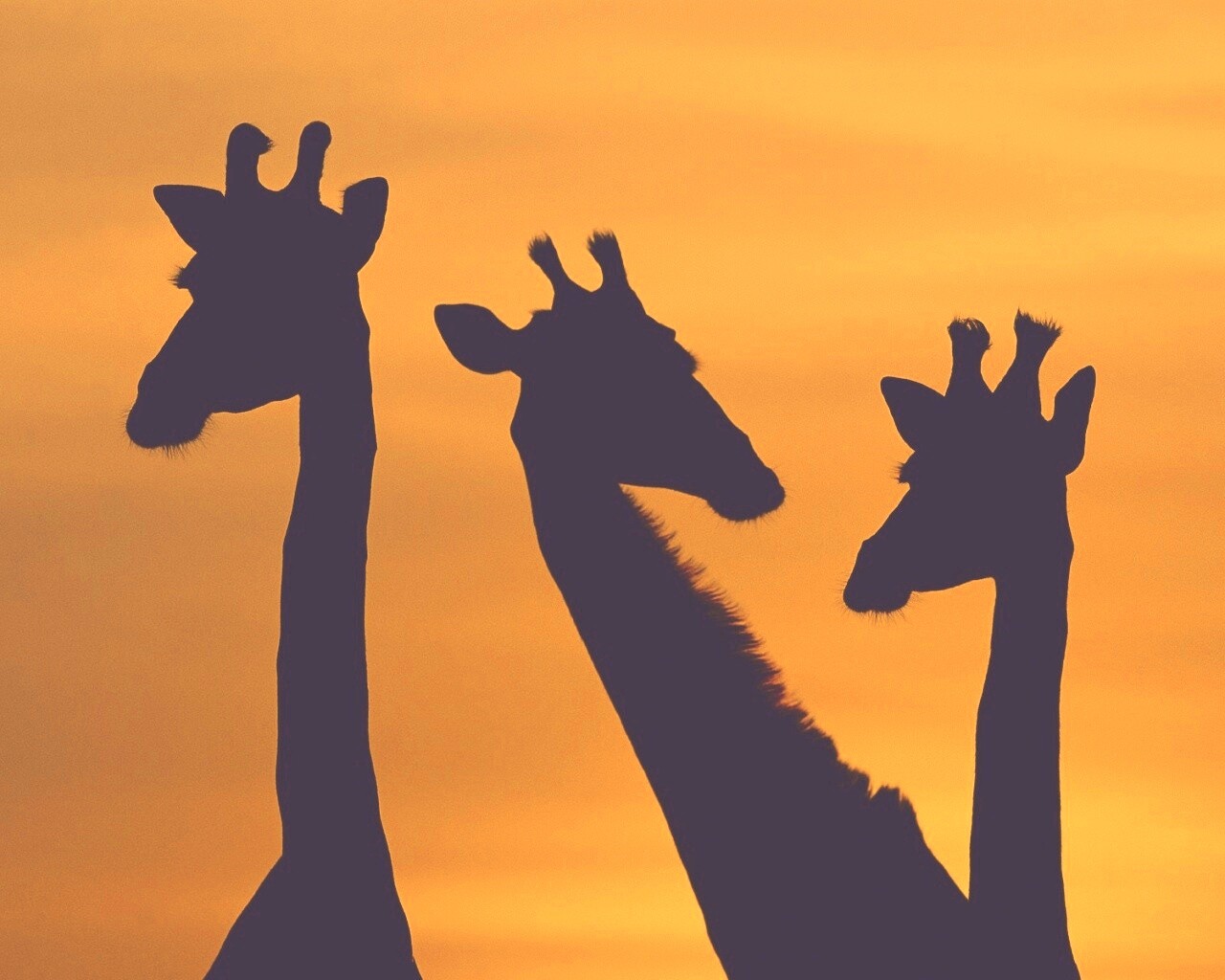 Три силуэта жирафов на фоне неба обои