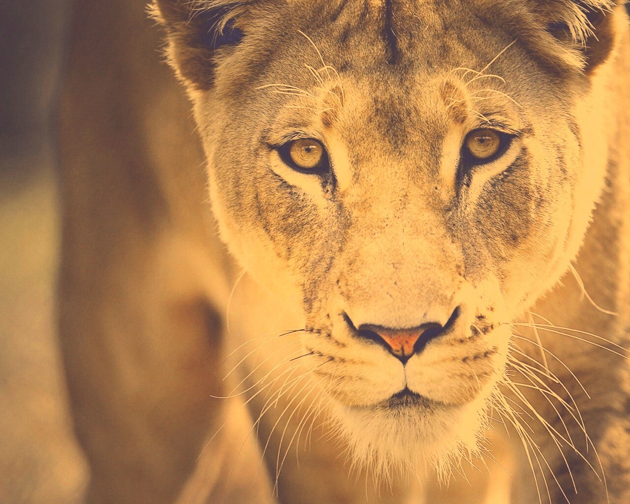 Портрет хищника обои