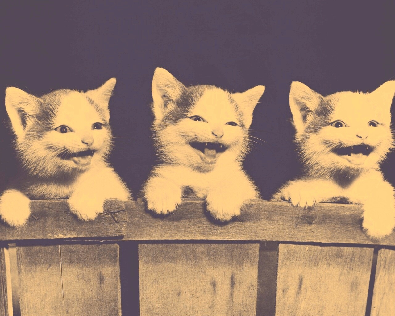 Три милых котенка обои