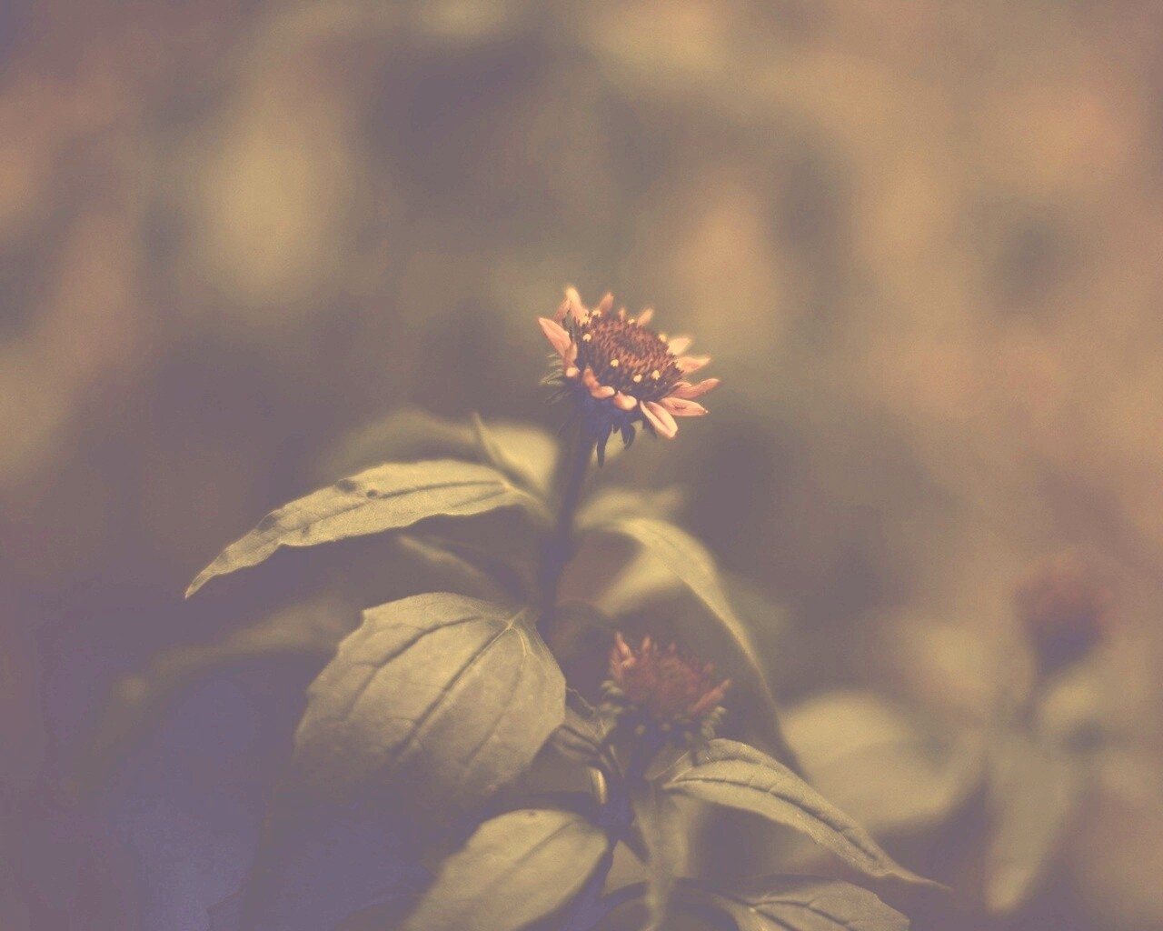 Фотография цветка обои