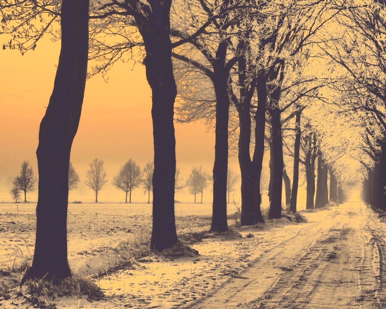 Морозное утро обои