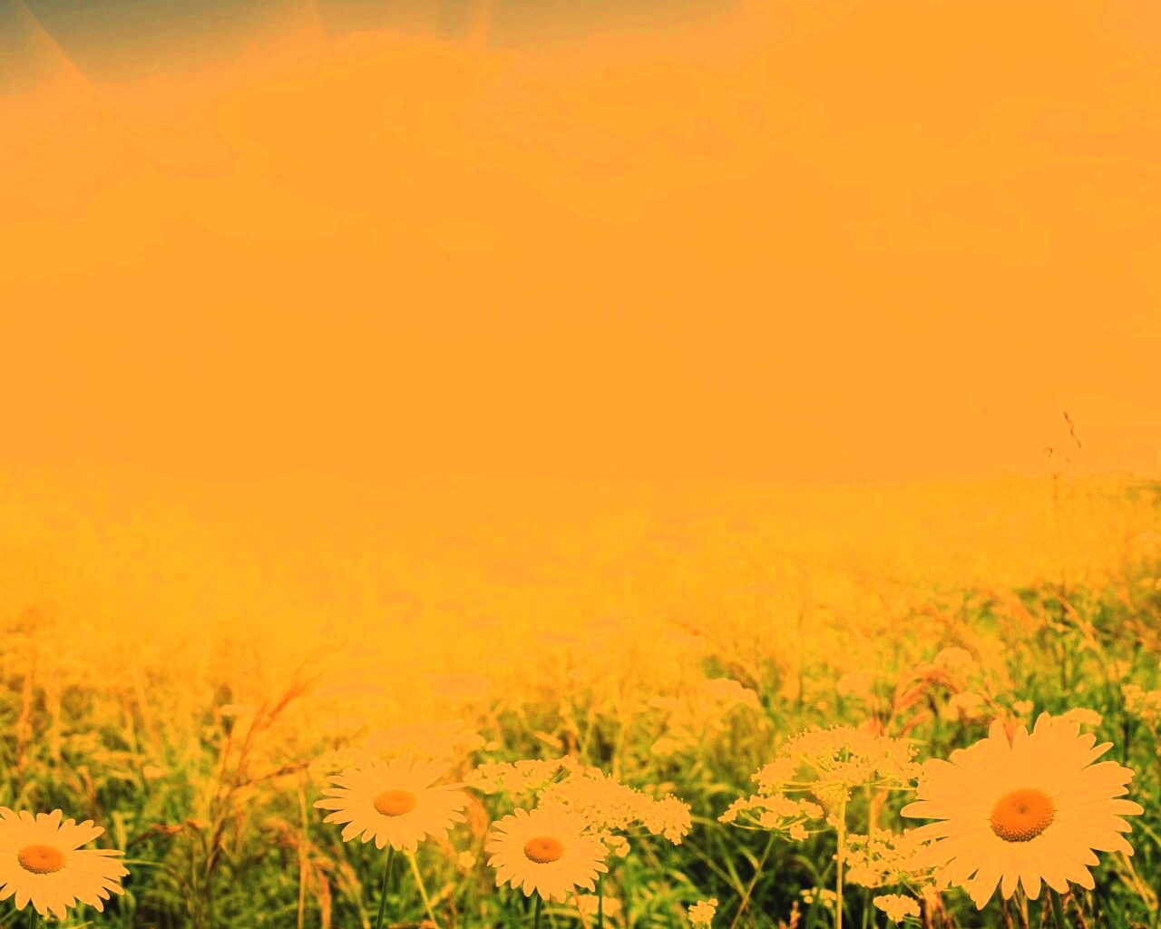 Поле ромашек обои