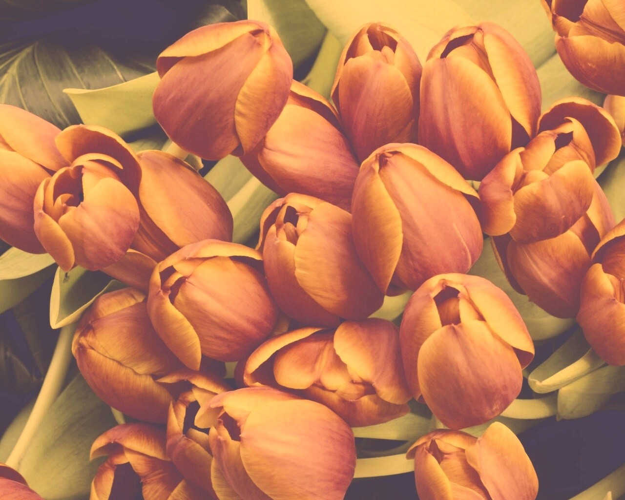 Букет красных тюльпанов обои