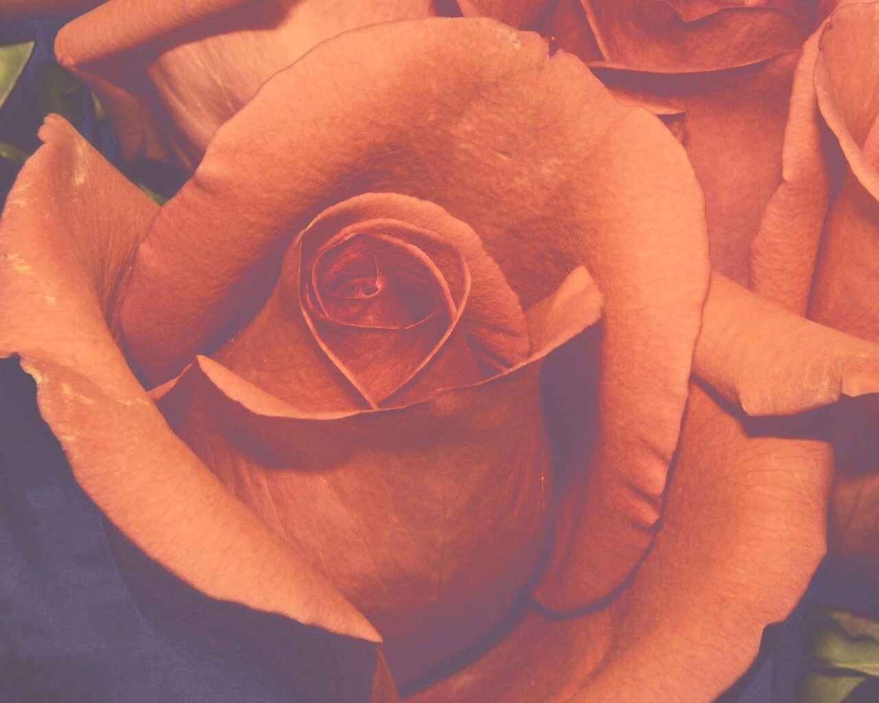 Бутон розы обои