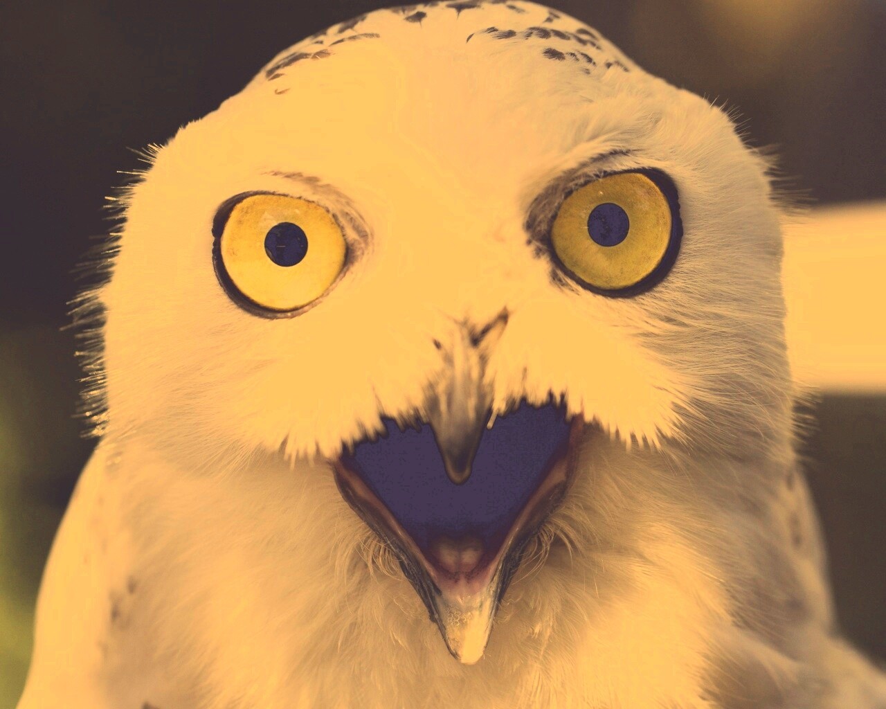 Сова в шоке! обои