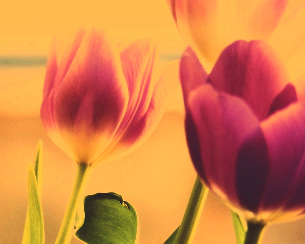 Тюльпаны обои