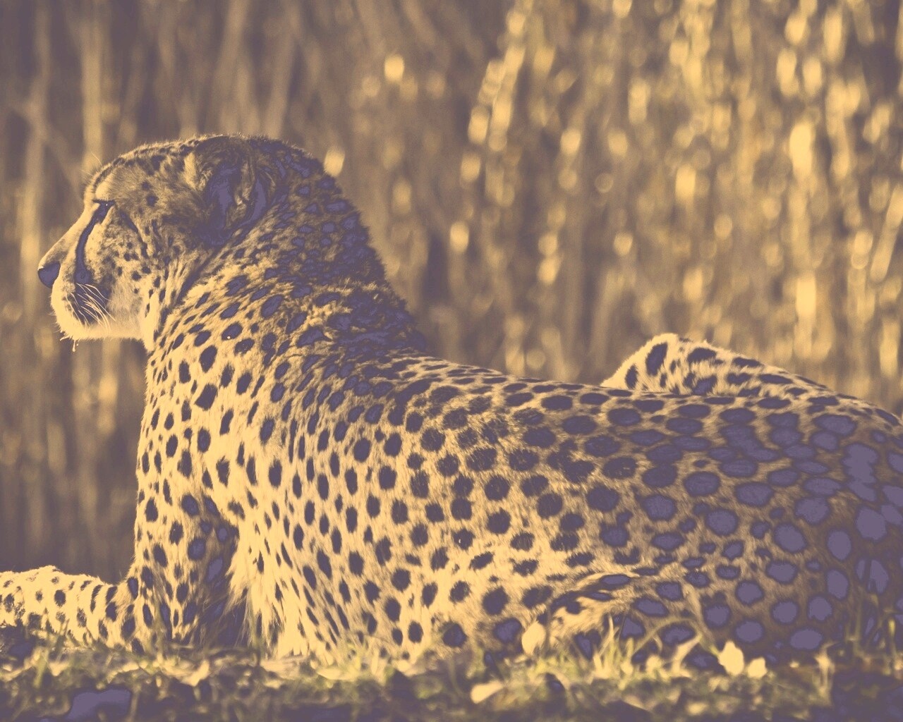 Гепард обои