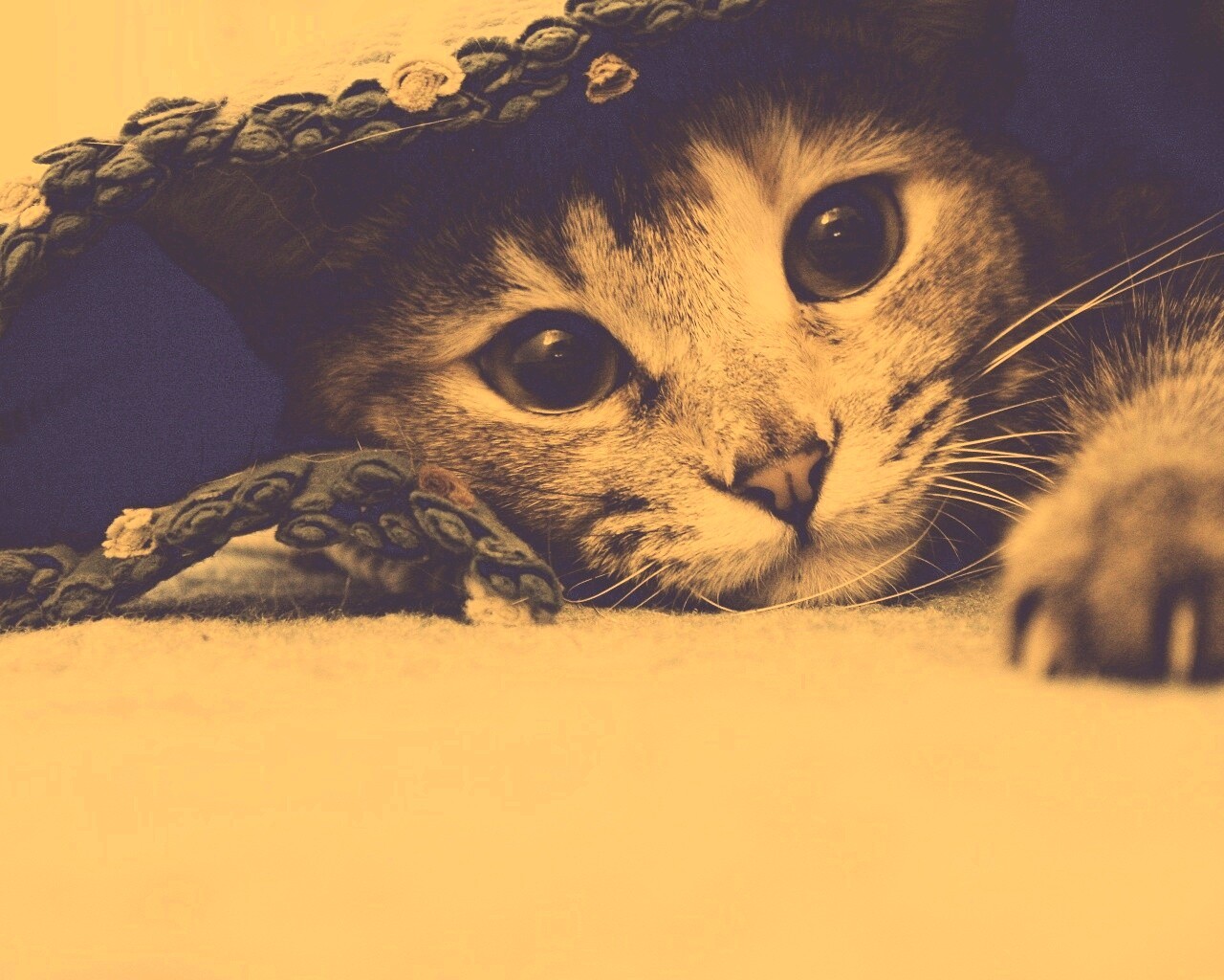 Кот под ковриком обои