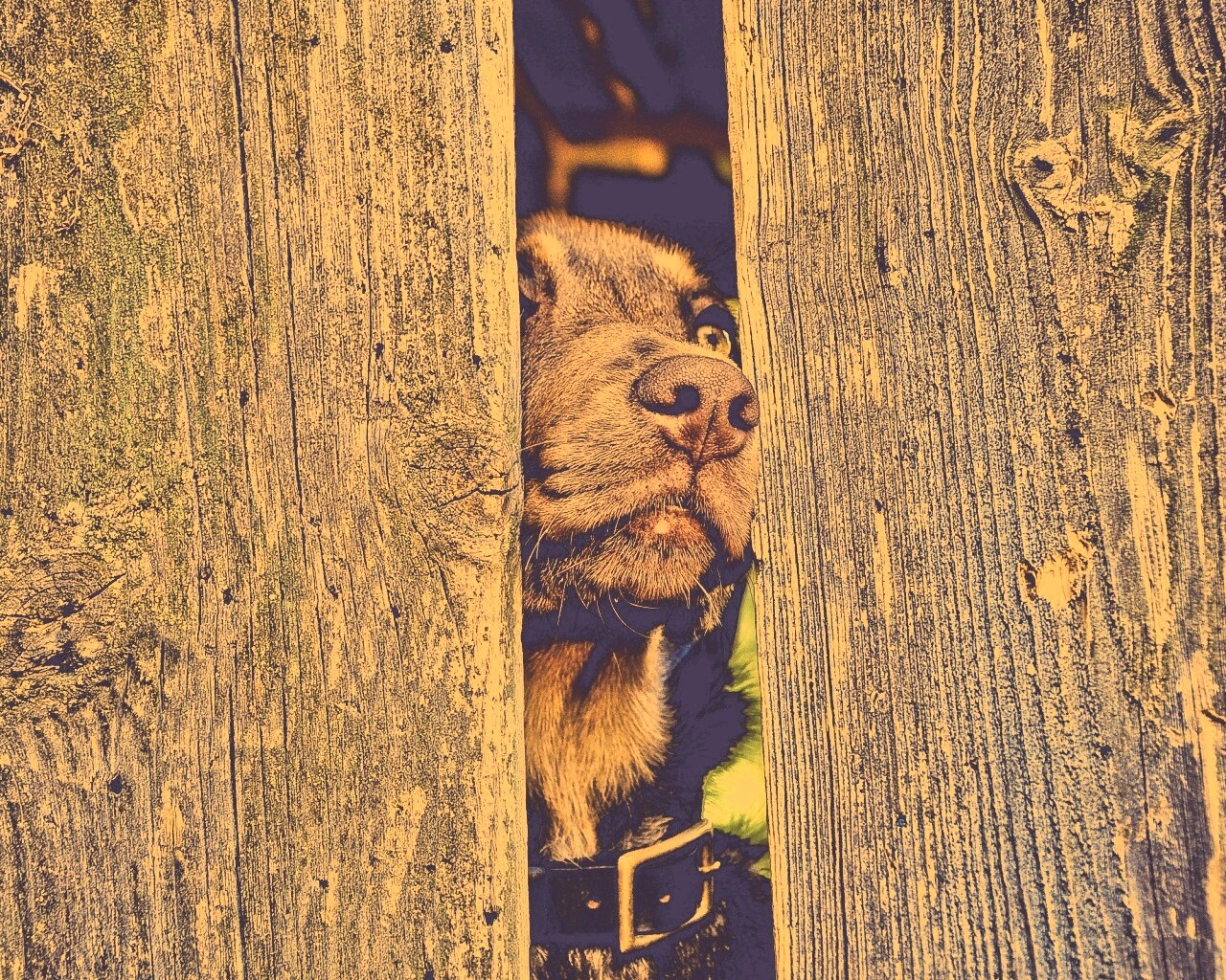 Собака выглядывает из-за забора обои