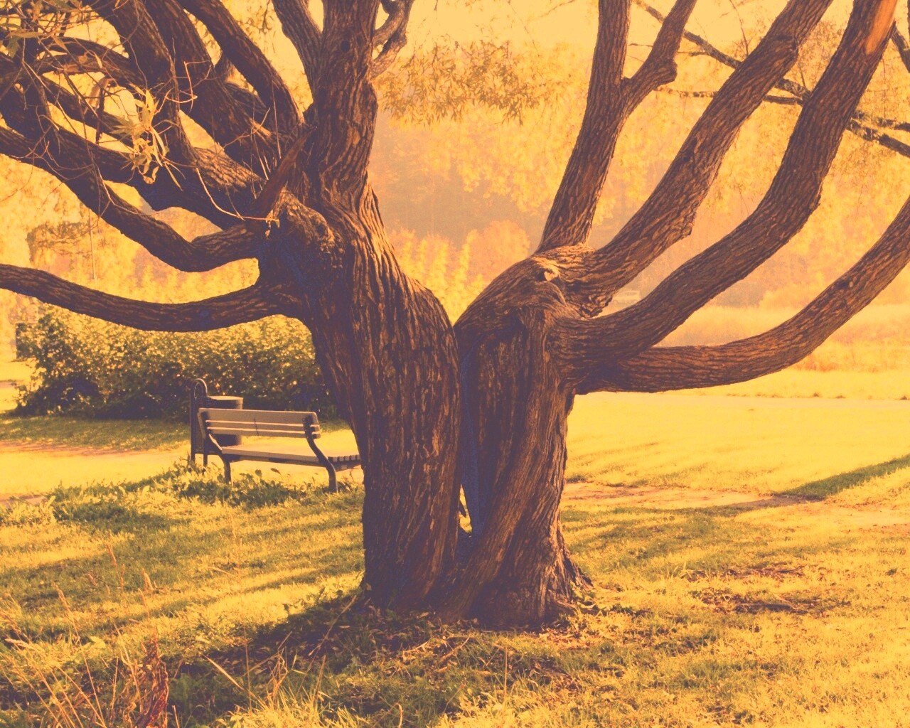 Старые сросшиеся деревья обои