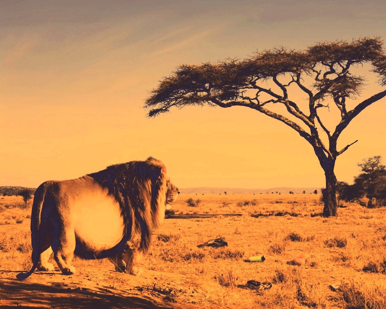 Толстый лев обои