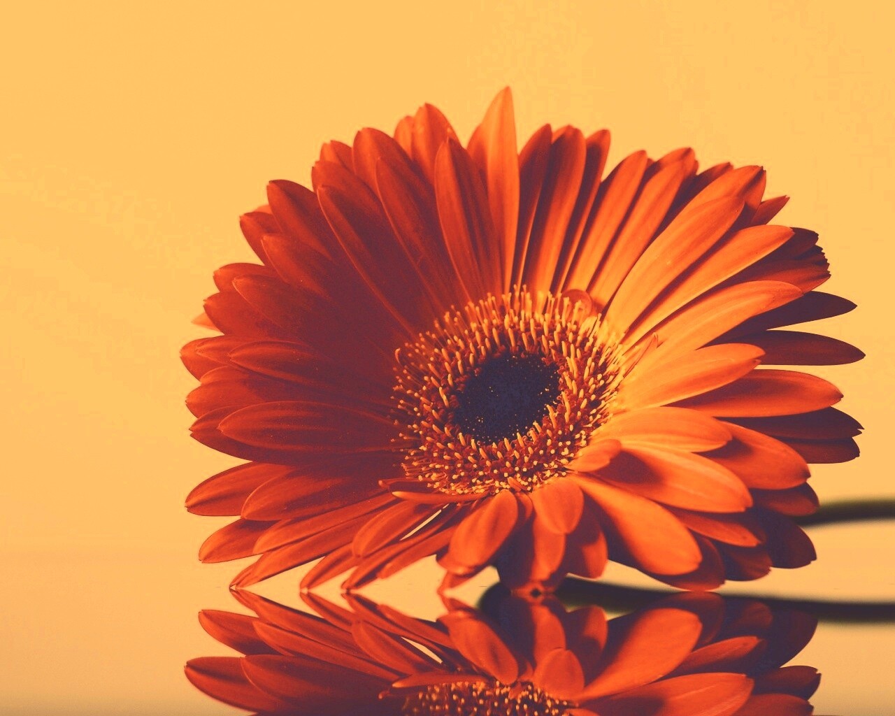 Гербер на стекле обои