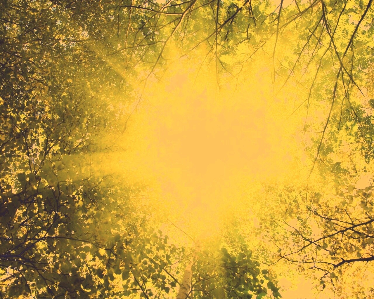 Яркий зеленоватый свет пробивающийся сквозь листву обои