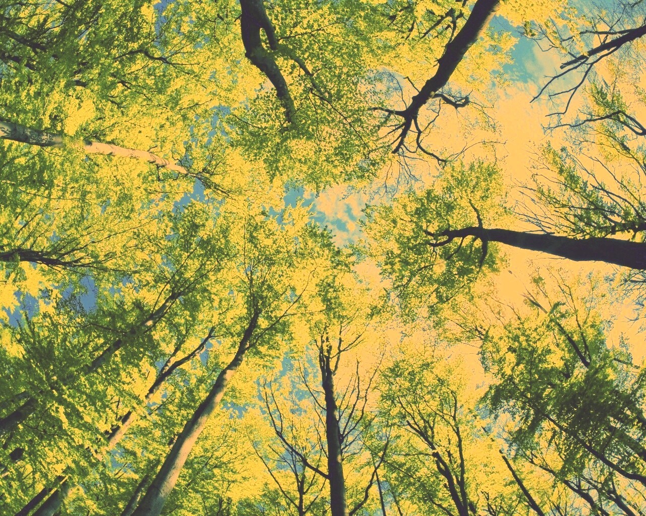 Кроны деревьев обои