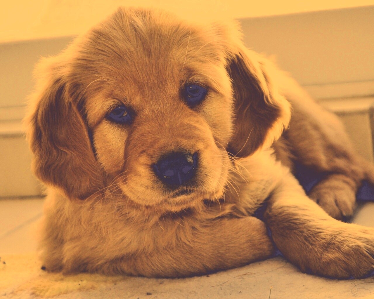 Сонный щенок лабрадора обои