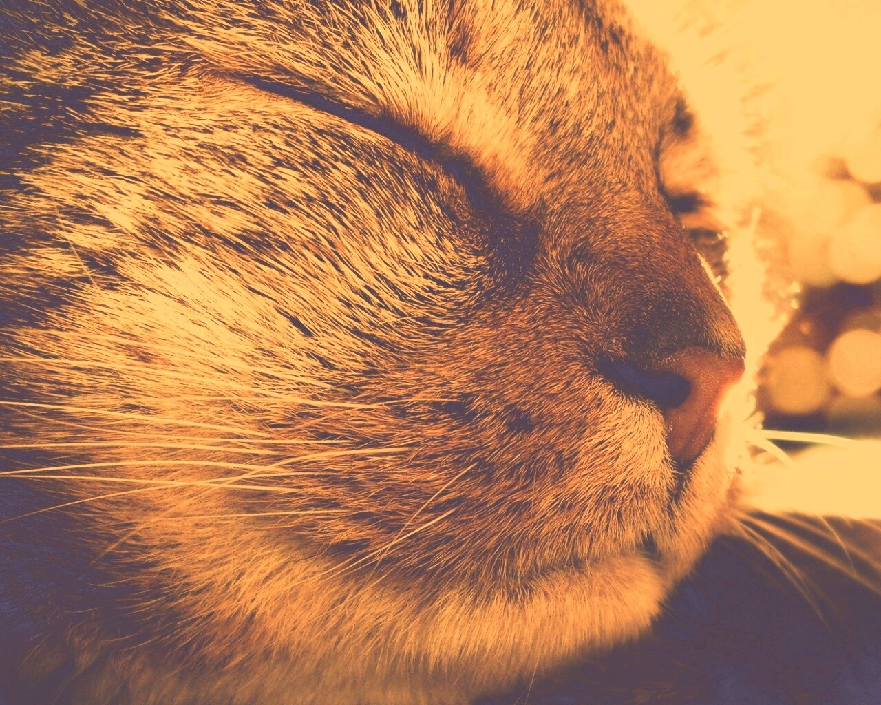 Спящий на солнце рыжий кот обои