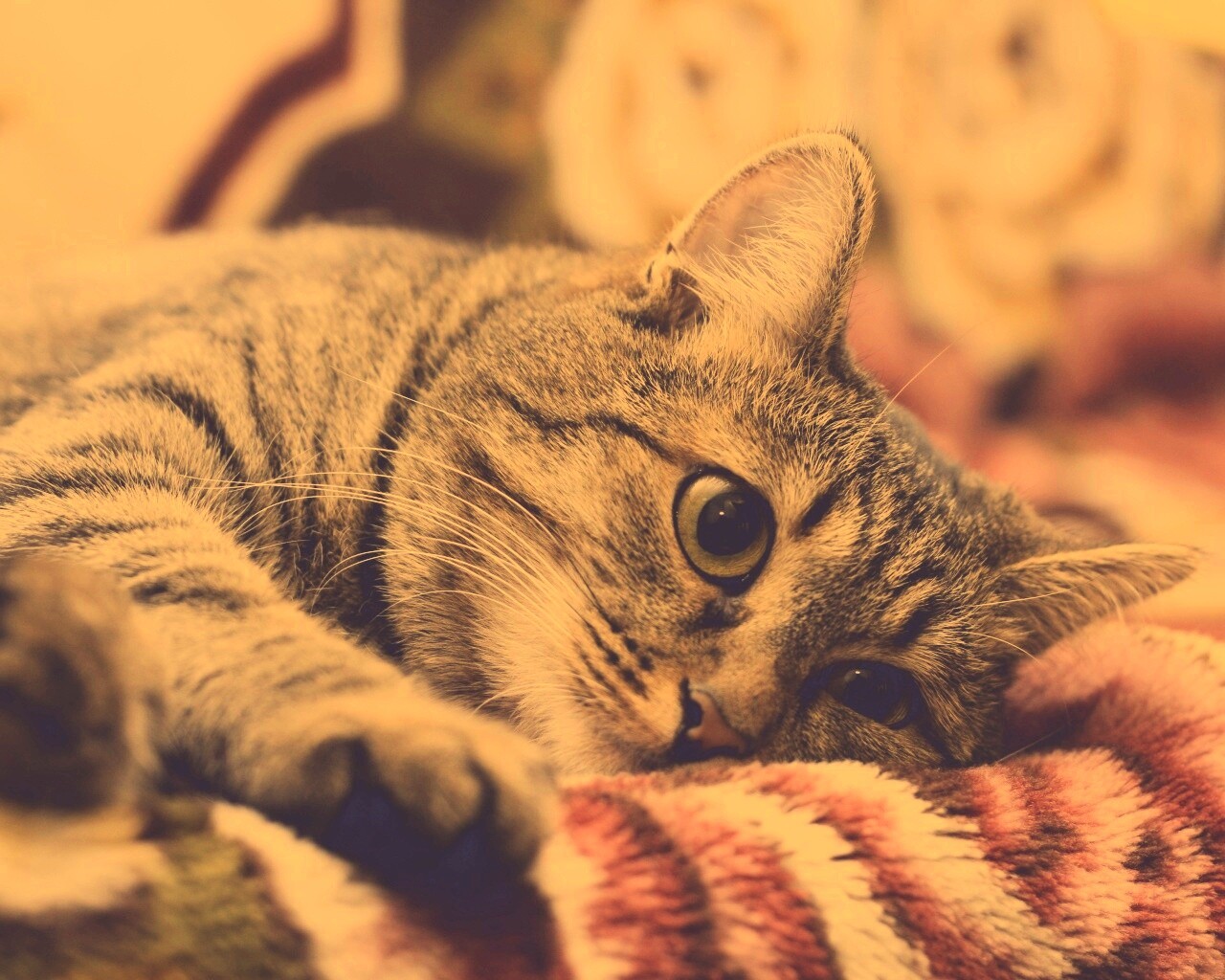 Полосатая кошка обои