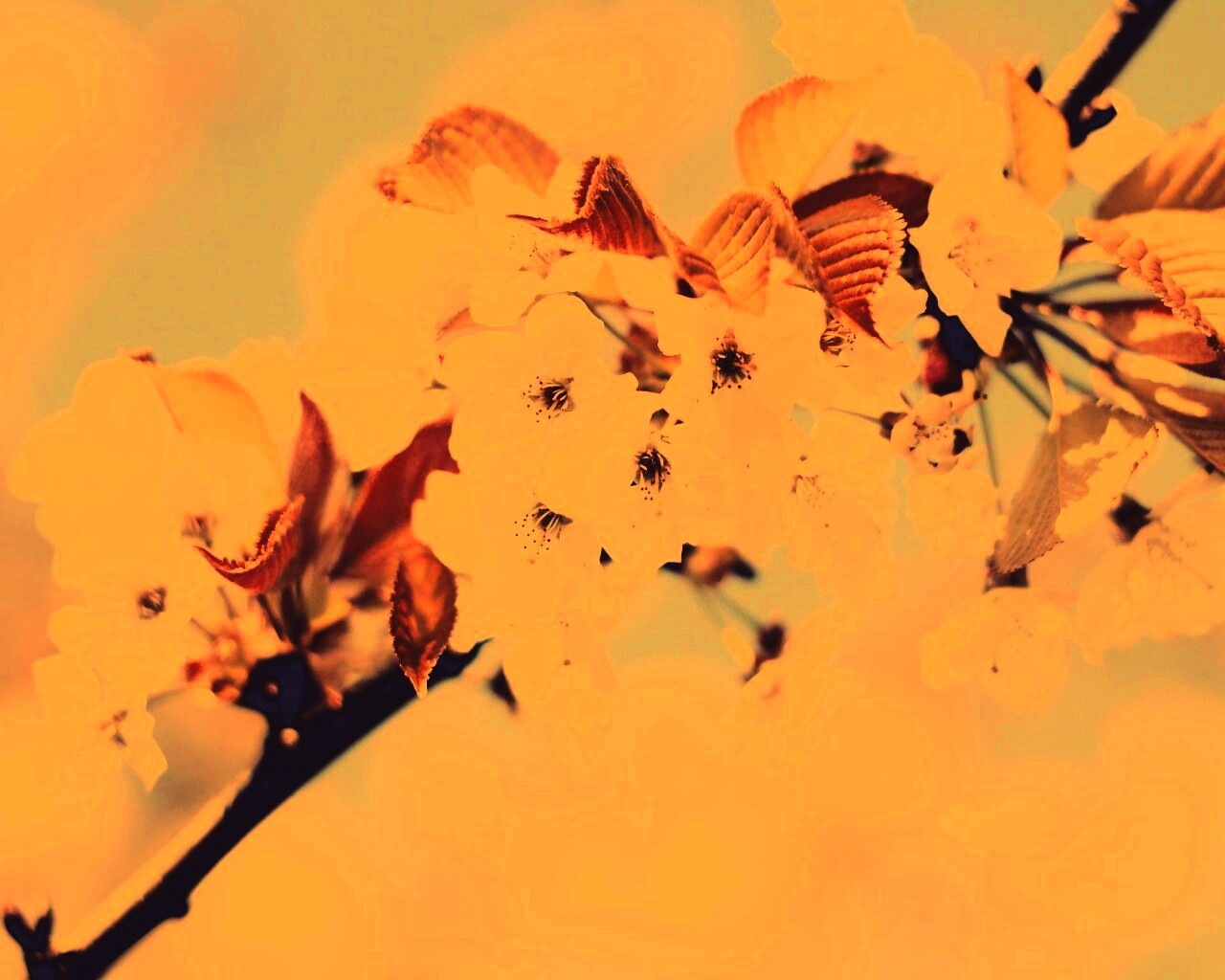 Белые цветы вишни обои