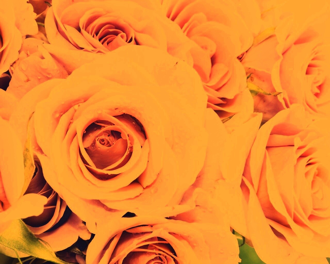 Букет розовых роз обои