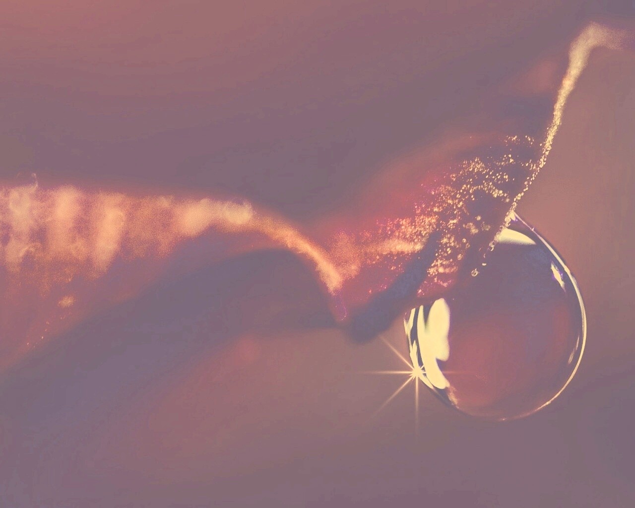 Макро капля на лепестке обои