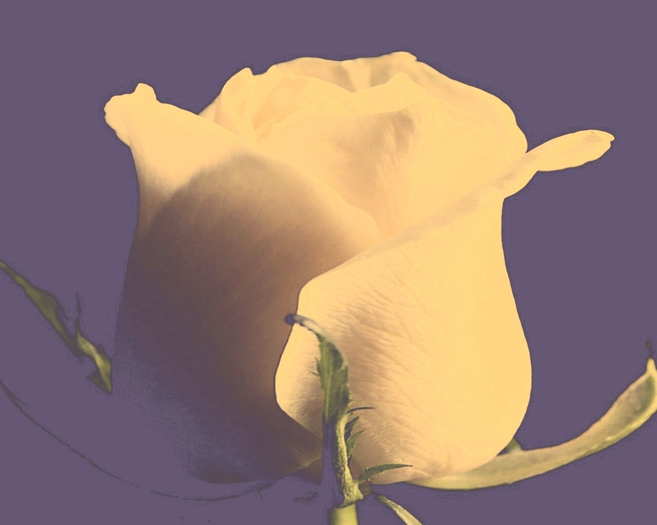 Бутон белой розы обои