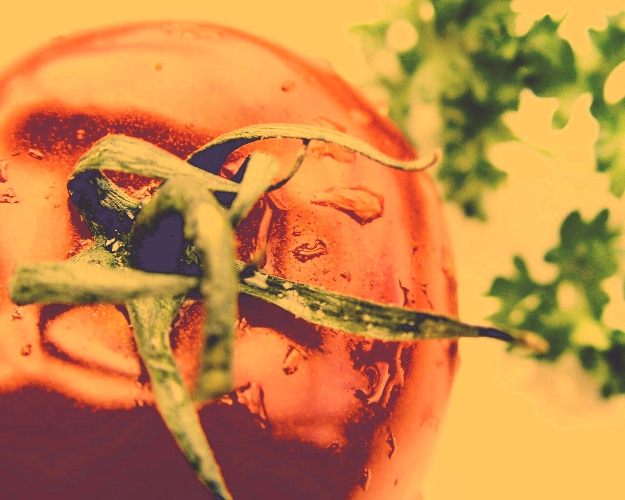 Свежая помидорка обои