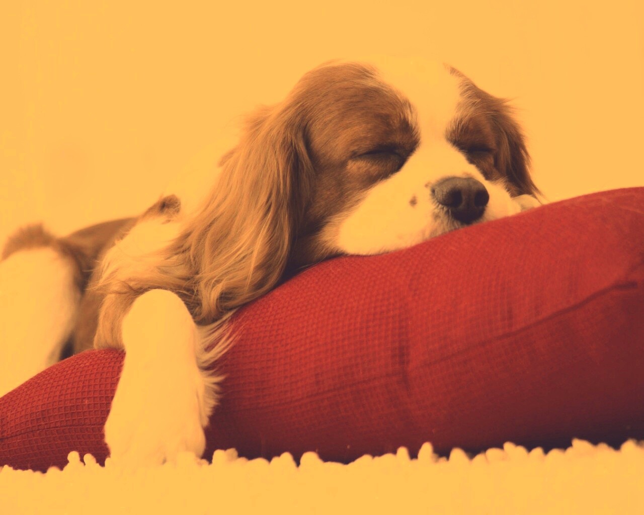 Спящий щенок на красной подушке обои
