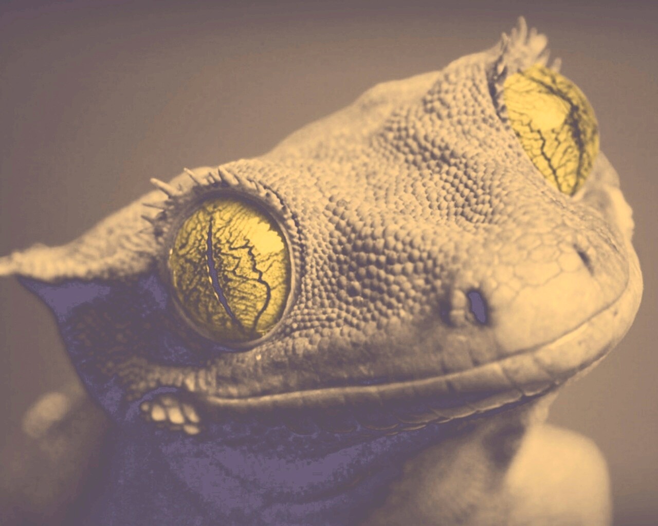 Ящерка обои