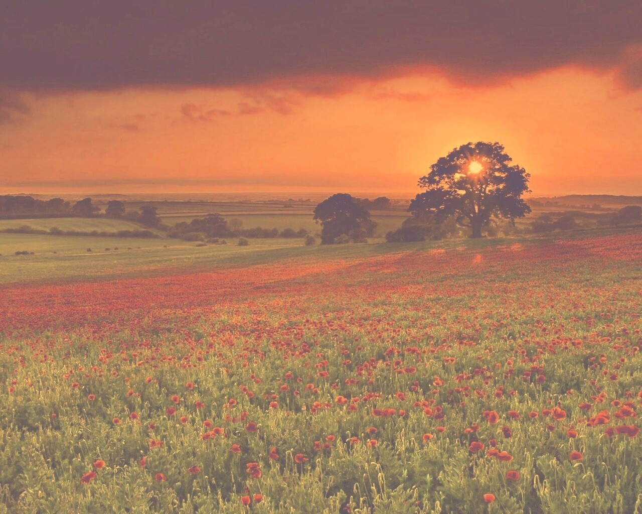 Закат на поле красных цветов обои