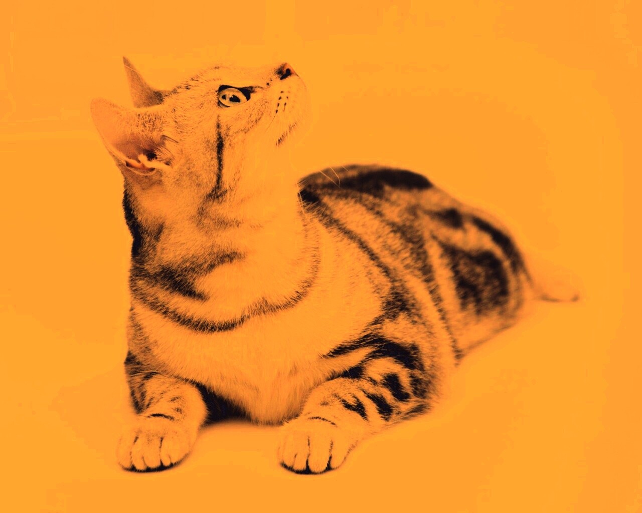 Котэ смотрит наверх обои