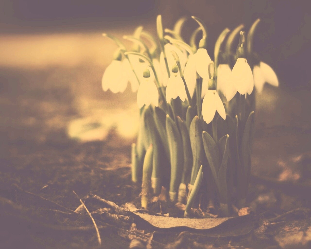 Подснежники - весенние цветы обои