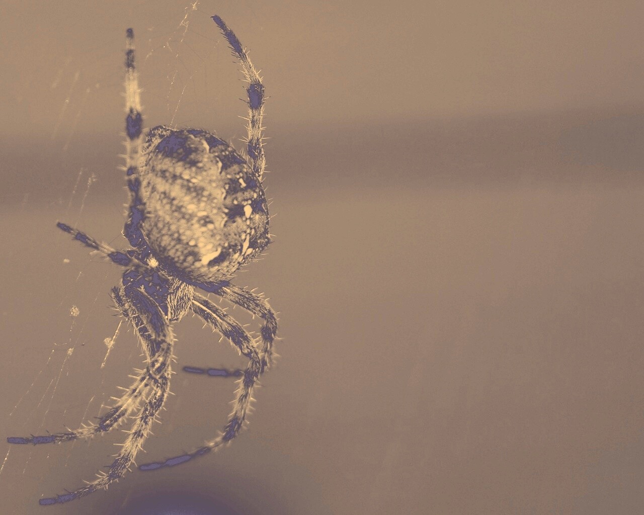 Паук обои