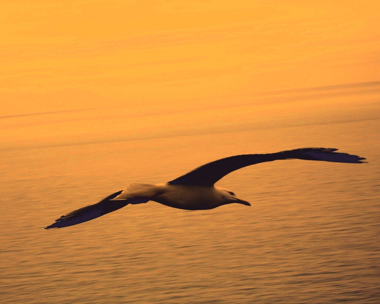 Чайка в полете обои