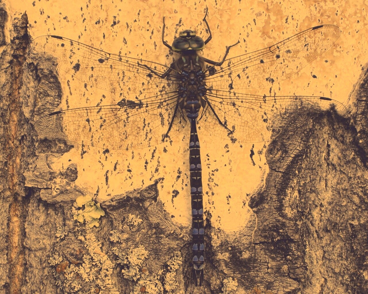 Стрекоза на дереве обои
