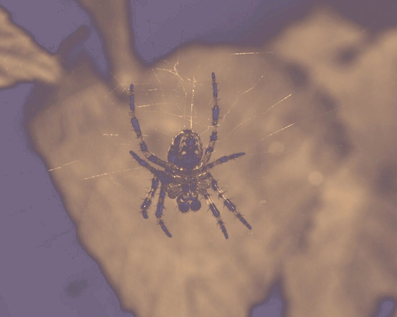 Паук на паутине обои