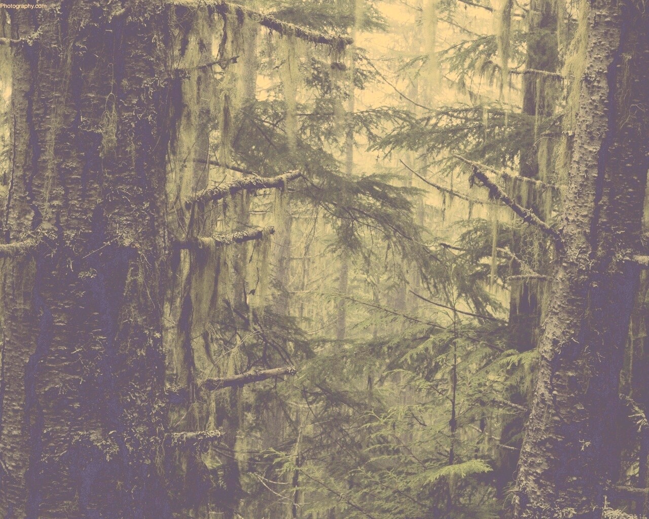 Дремучий лес обои